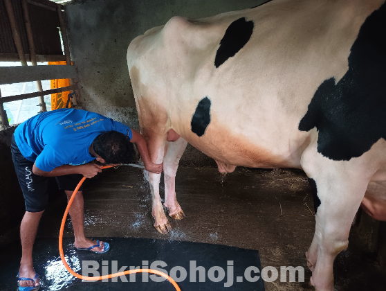 পদ্মার এপারের সবচেয়ে বড় গরু !!!